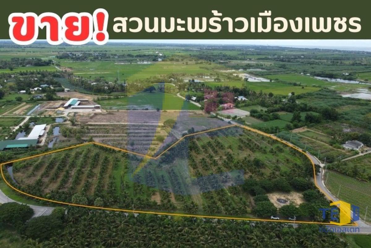 ขายที่ดินสวนมะพร้าว ปลูกพร้อม ใกล้ทะเลปึกเตียน เพียง 5 กม.